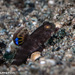 Smiling Goby - Photo (c) Tim Cameron, all rights reserved, uploaded by Tim Cameron