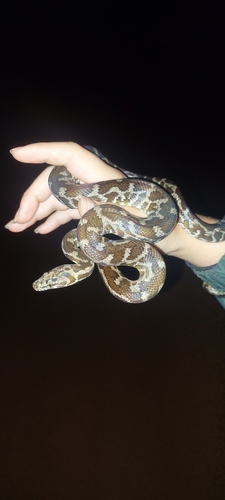 Cape York Spotted Python sighting