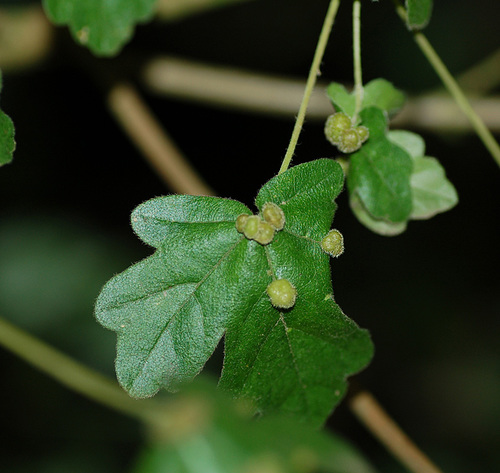 solitary maple leaf gall mite