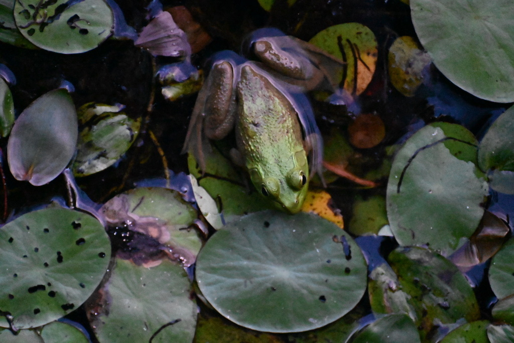 American Bullfrog from Beaver Pond, Park City, KY, US on July 14, 2023 ...