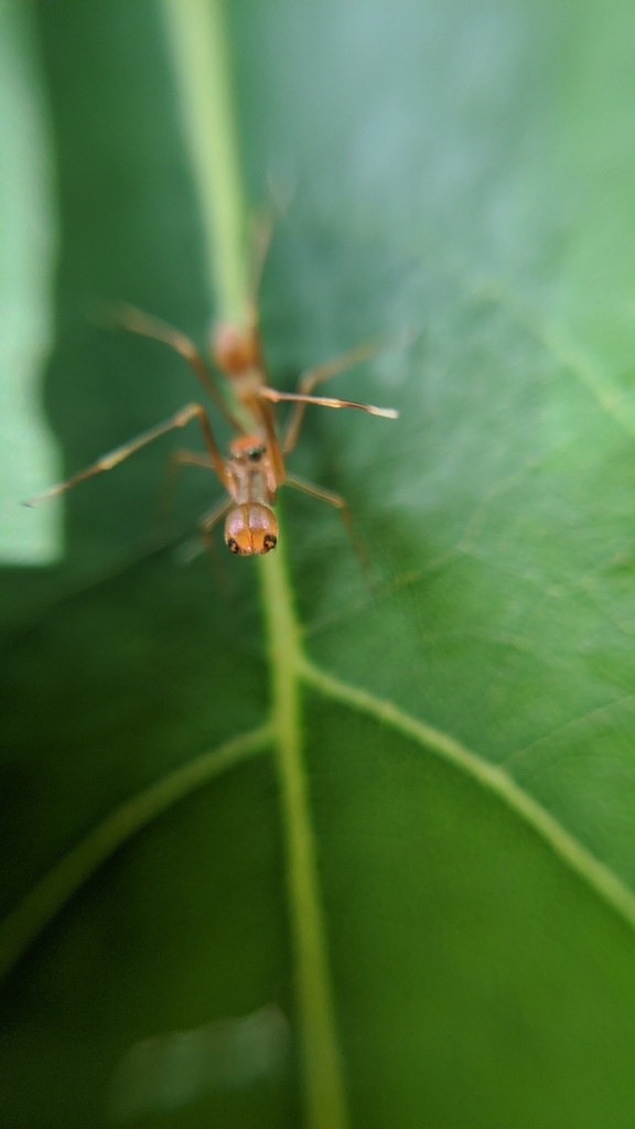 Red Weaver Ant-mimicking Spider from Cheranalloor on July 15, 2023 at ...