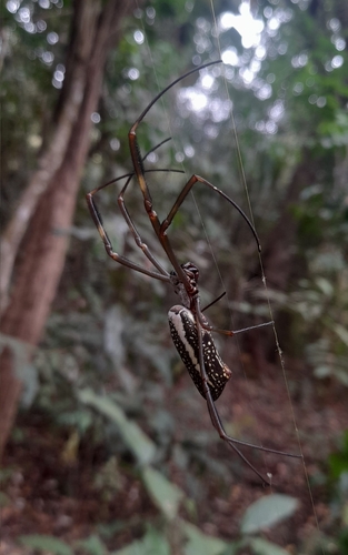 Golden Silk Spider