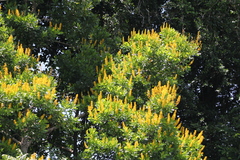 Vochysia guatemalensis image