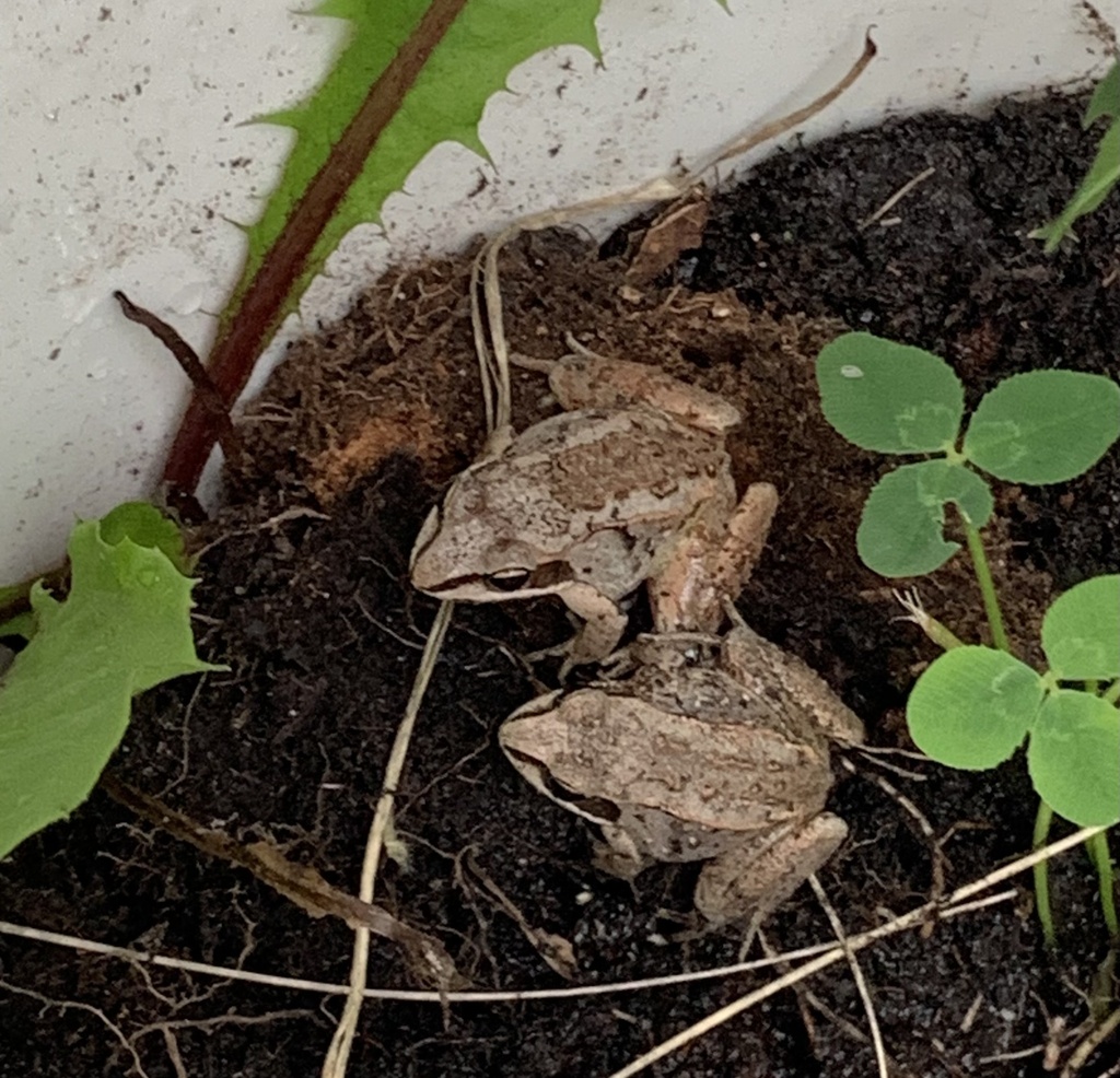 Wood Frog from Airport Road, Division #21, Unorganized, MB, CA on July ...