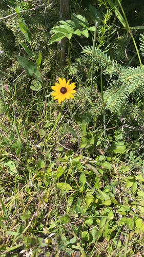 black-eyed Susan
