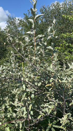 Silverberry