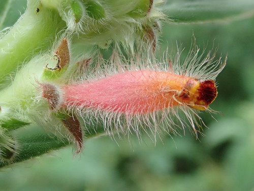 Columnea rileyi