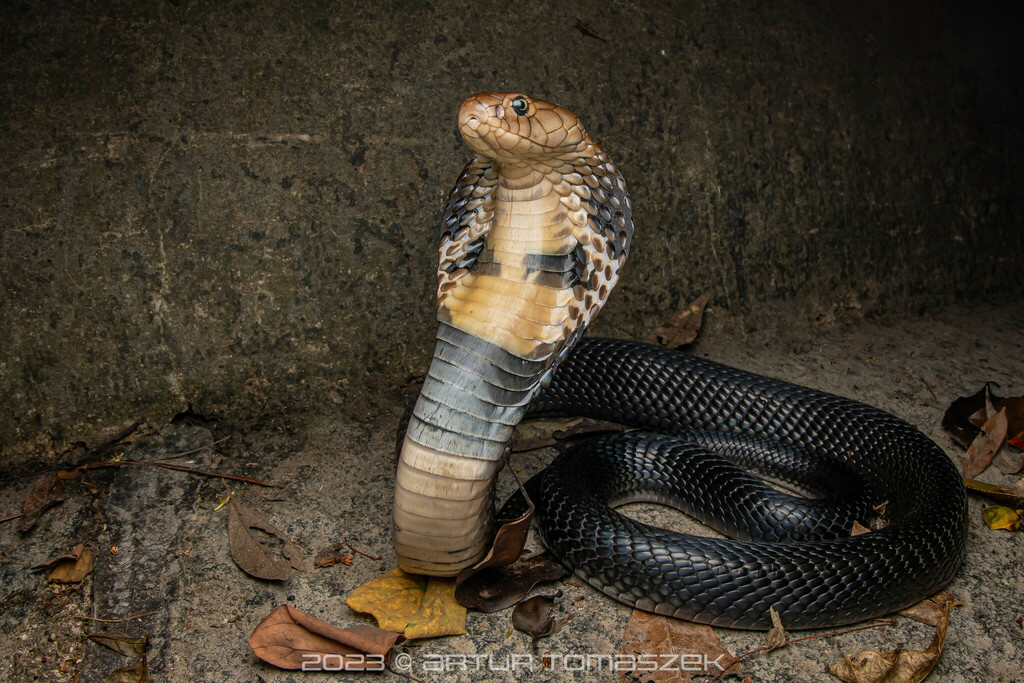 Chinese Cobra (Naja atra) · iNaturalist