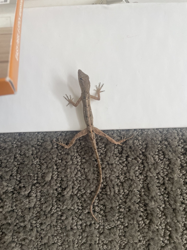Brown Anole from Idlewild Ave, Raleigh, NC, US on July 15, 2023 at 12