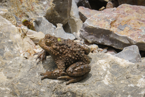 Lichuan Bell Toad
