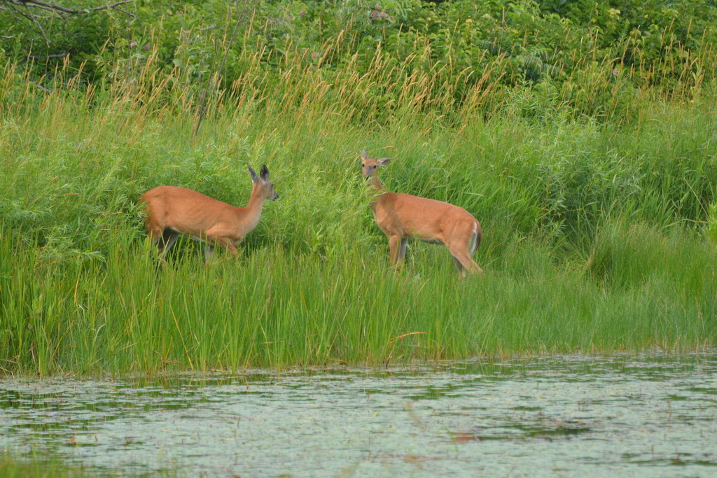 Whitetailed Deer from County, WI, USA on July 14, 2023 at 03