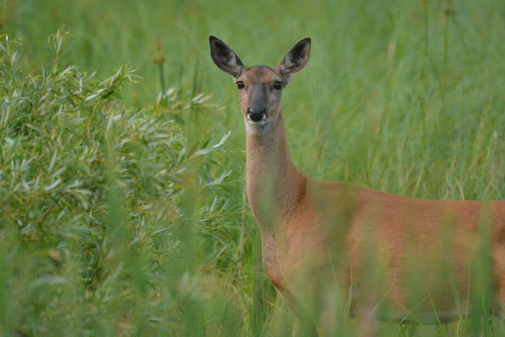 Whitetailed Deer from County, WI, USA on July 14, 2023 at 05