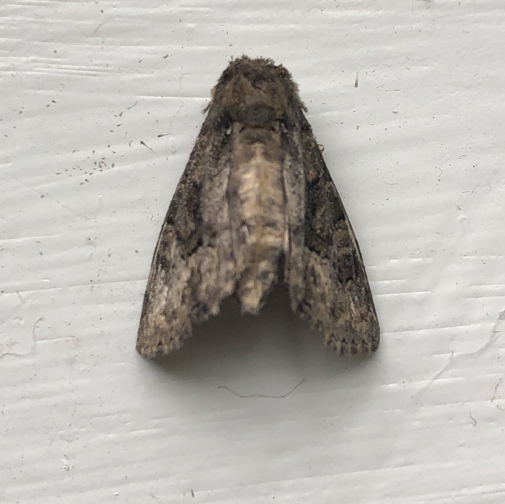 Cutworms and Dart Moths from County Road 702, Farmersville, TX, US on ...