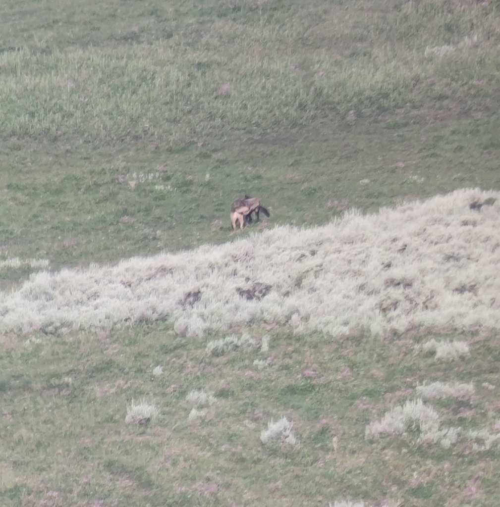 Gray Wolf in July 2023 by Antanas Petraška · iNaturalist