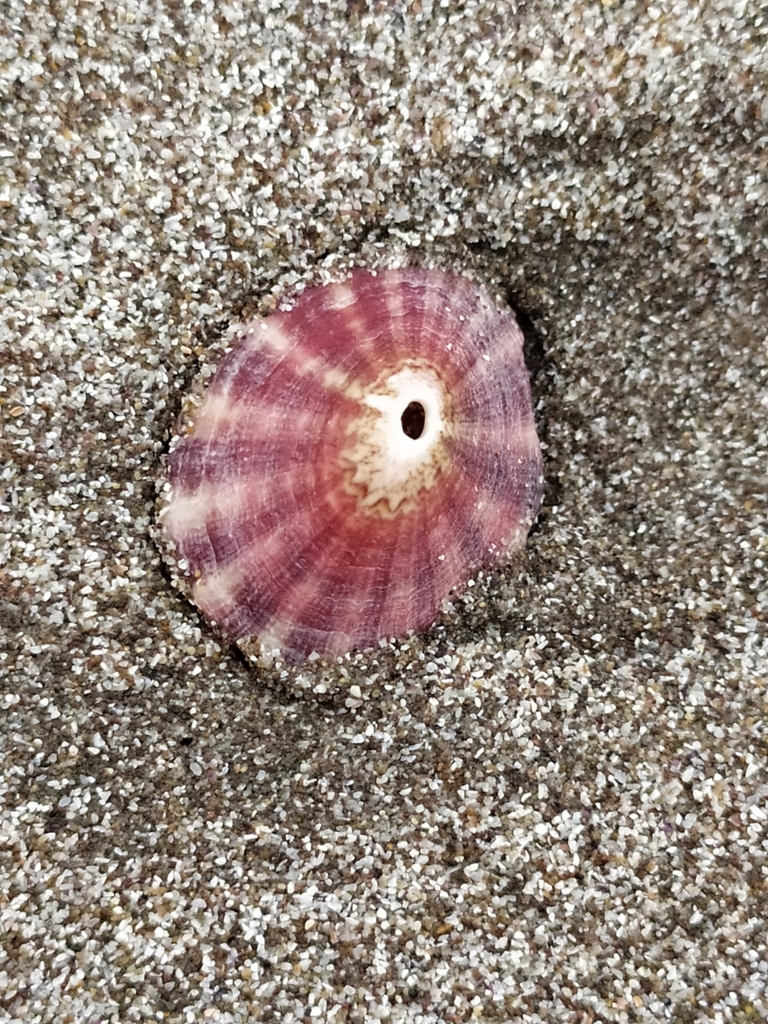 Fissurella peruviana · iNaturalist