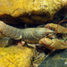Little River Creek Crayfish - Photo (c) Dustin Lynch, all rights reserved, uploaded by Dustin Lynch