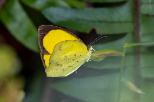 Angled Grass Yellow
