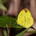 Malagasy Grass Yellow - Photo (c) Steve Woodhall, all rights reserved, uploaded by Steve Woodhall