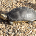 Northern White-lipped Mud Turtle - Photo (c) Homero Bennet, all rights reserved, uploaded by Homero Bennet