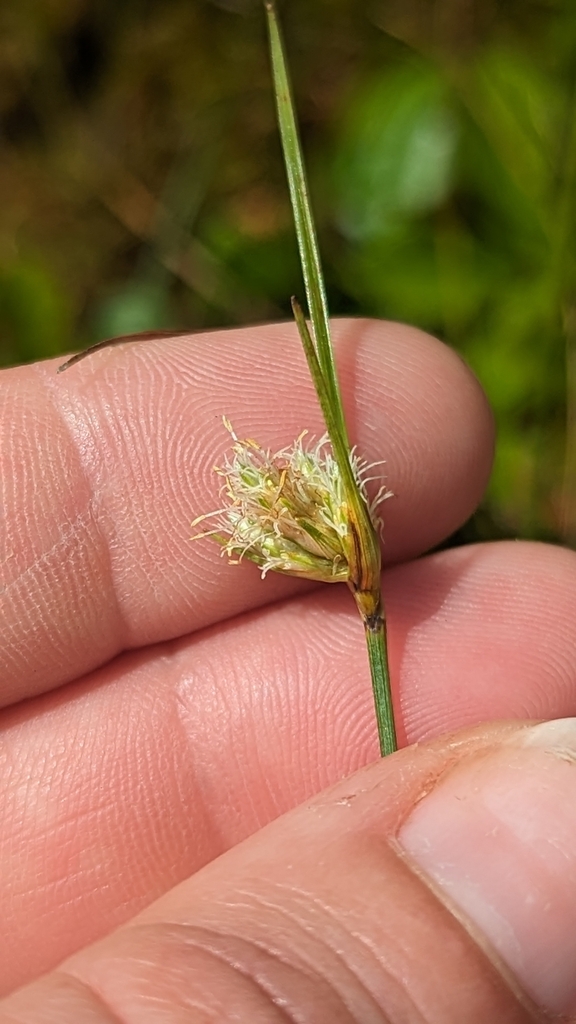 tawny cottongrass from Tucker County, USWV, US on July 15, 2023 at 11