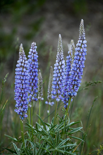 Lupinus leucophyllus ssp. erectus