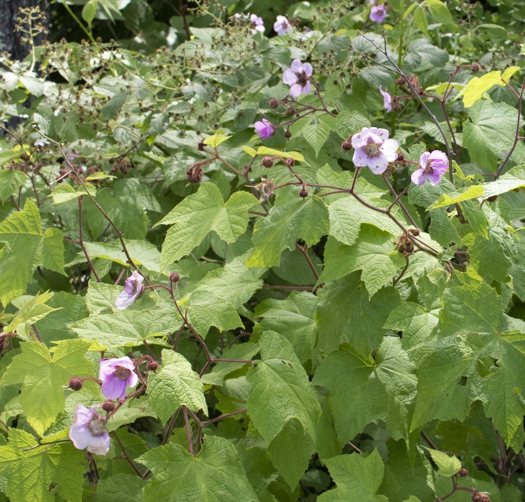 purple-flowered raspberry from Addison County, VT, USA on June 22, 2018 ...