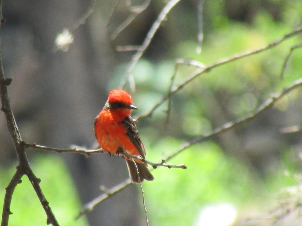 Vermilion Flycatcher from Bordo de la Joya, 38945 Yuriria, Gto., México