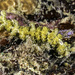 Limenandra fusiformis - Photo (c) jim-anderson, all rights reserved, uploaded by jim-anderson