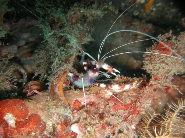 Banded Coral Shrimp