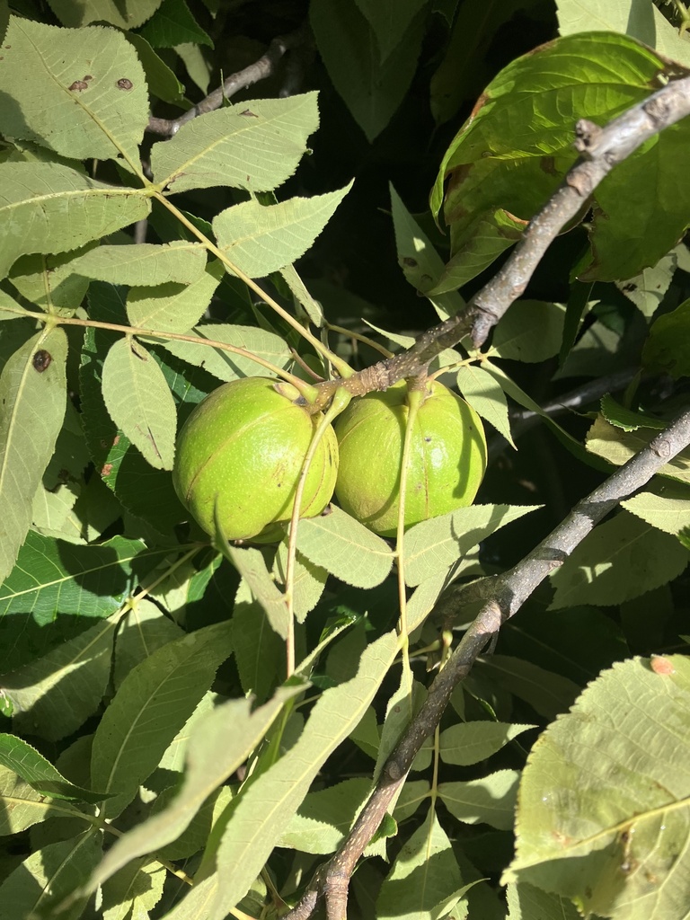 shagbark hickory from Browns Gap Tpke, Crozet, VA, US on July 15, 2023
