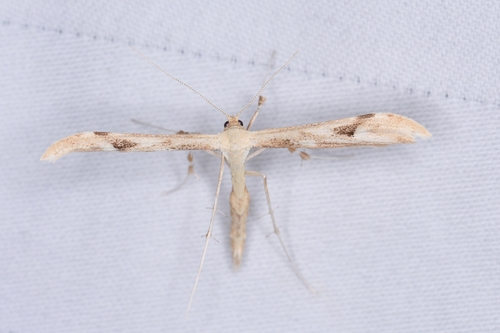 Chalky Plume Moth