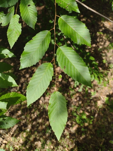 Carpinus caroliniana ssp. caroliniana