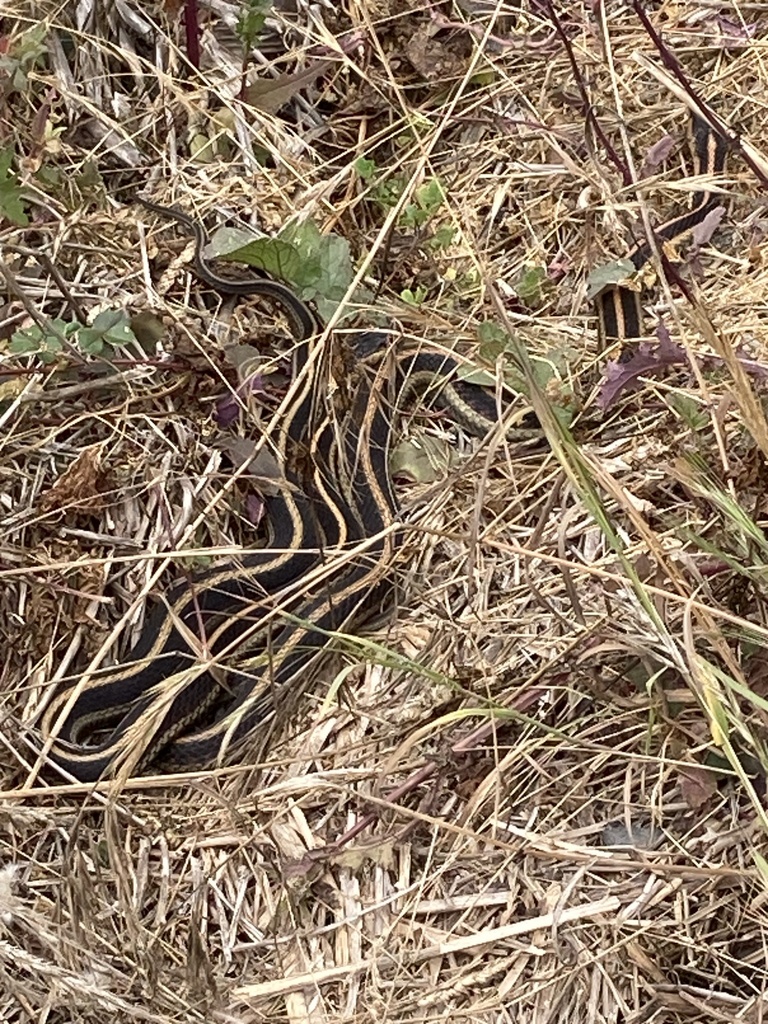 Common Garter Snake from Redwood National and State Parks, Crescent
