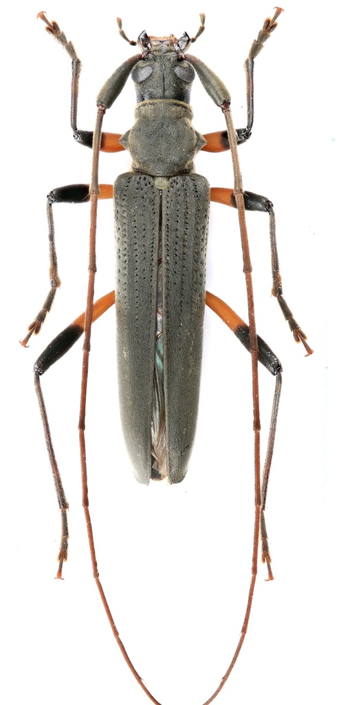 Distenia orientalis from 松阳县, 丽水市, 浙江省, CN on July 12, 2023 at 10:46 AM ...