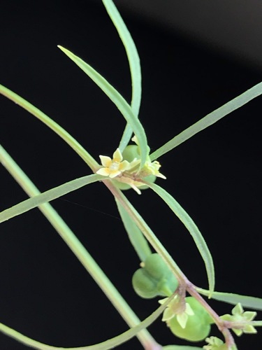 sixangle spurge (Euphorbia hexagona)
