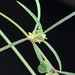 Euphorbia hexagona - Photo (c) Frances, todos los derechos reservados, uploaded by Frances