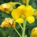 Mexican Holdback - Photo (c) Frances, all rights reserved, uploaded by Frances