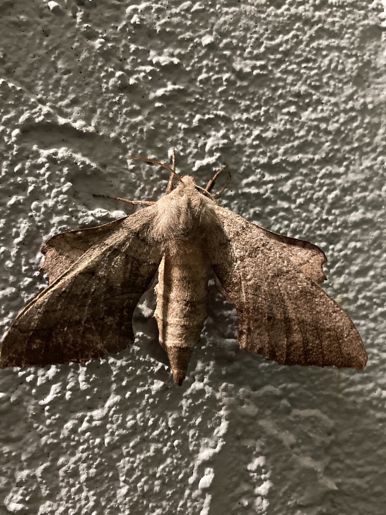 Walnut Sphinx from Ridgewood Dr, Raleigh, NC, US on July 15, 2023 at 11 ...