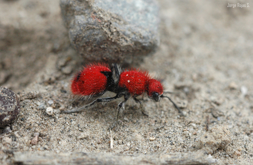 Dasymutilla erythrina