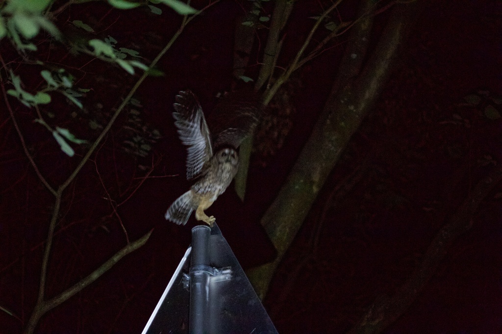 Himalayan Owl from 西山公路, 昆明市, 云南省, CN on July 15, 2023 at 10:37 PM by ...