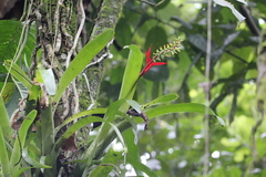 Aechmea nudicaulis image