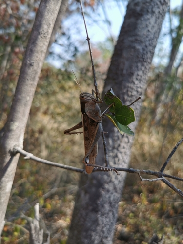 Garden Locust