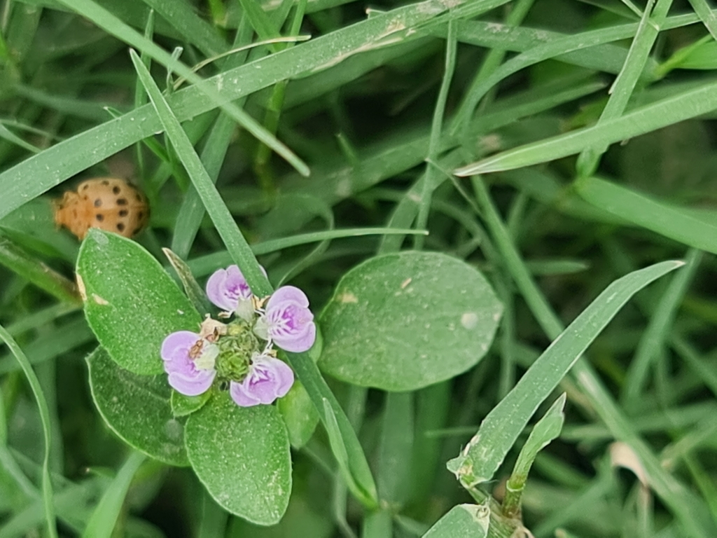 Rostellularia diffusa (Rostellularia diffusa)