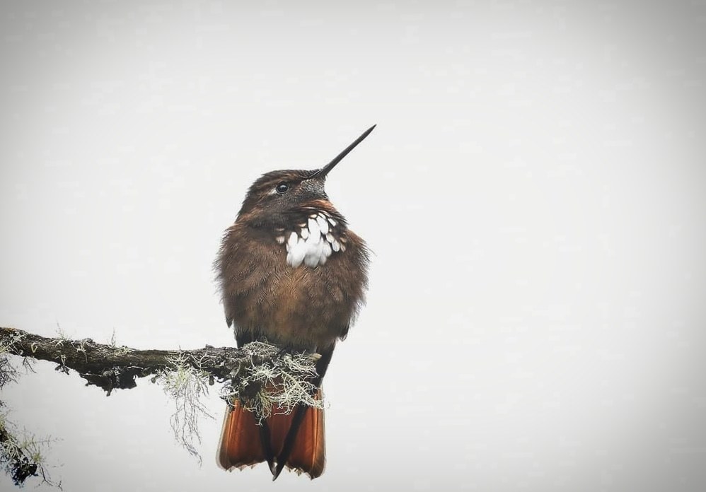 White-tufted Sunbeam (Aglaeactis castelnaudii) photo