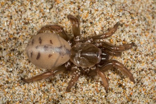 Aptostichus simus Chamberlin, 1917