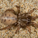 Southern Coastal Dune Trapdoor Spider - Photo (c) Alice Abela, all rights reserved