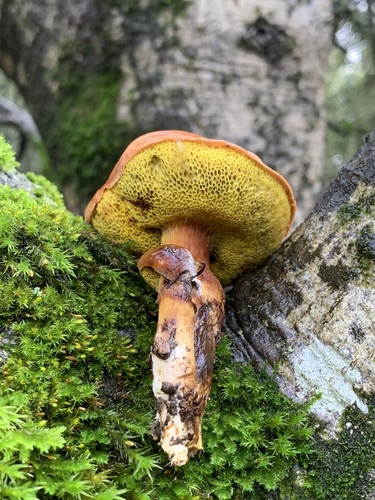 viscid bolete
