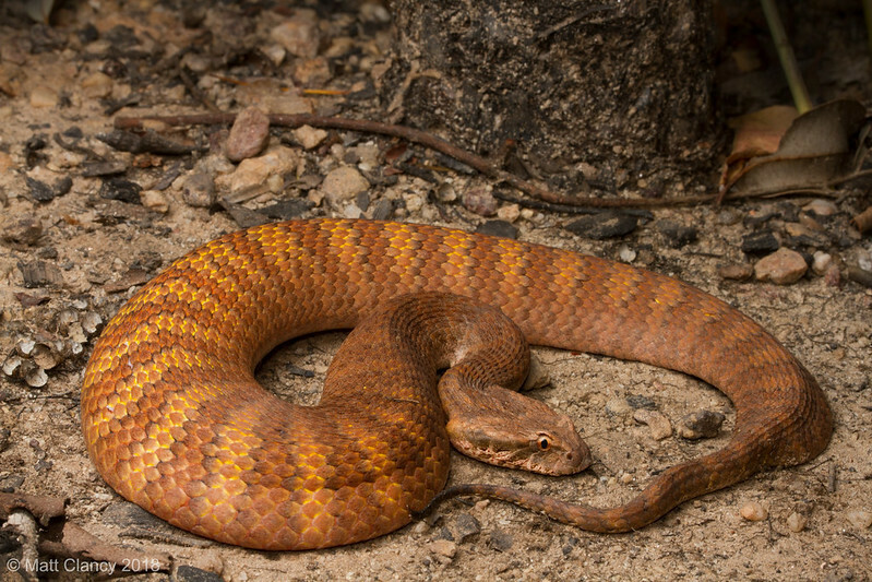 Rough-scaled Death Adder (Acanthophis rugosus)
