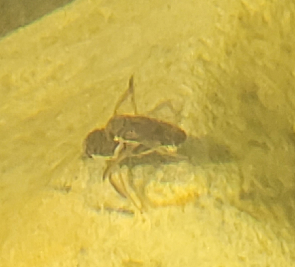 Corixinae From 8960 Randers Danmark On July 16 2023 At 12 58 PM By corixinae-from-8960-randers-danmark-on-july-16-2023-at-12-58-pm-by