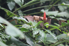 Costus pulverulentus image